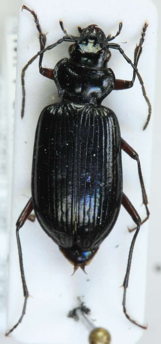 Nebria (Boreonebria) nivalis (Paykull 1790) resmi