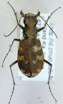 Image of Northern dune tiger beetle