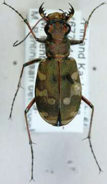 Image of Northern dune tiger beetle