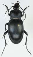 Image of Carabus (Oreocarabus) glabratus Paykull 1790