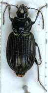 Image of Agonum (Olisares) viduum (Panzer 1796)