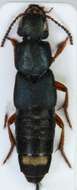 Image of Platydracus (Platydracus) fulvipes (Scopoli 1763)
