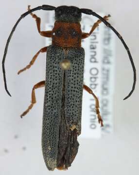 Image of Twin spot longhorn beetle