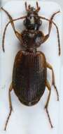 Cymindis (Tarsostinus) macularis Fischer von Waldheim 1824的圖片