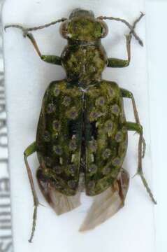 Image of Elaphrus (Elaphrus) riparius (Linnaeus 1758)