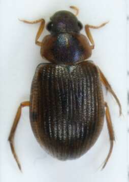 صورة Berosus (Berosus) luridus (Linnaeus 1760)