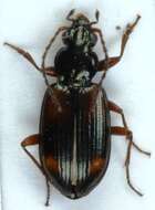 صورة Bembidion (Ocydromus) saxatile Gyllenhal 1827