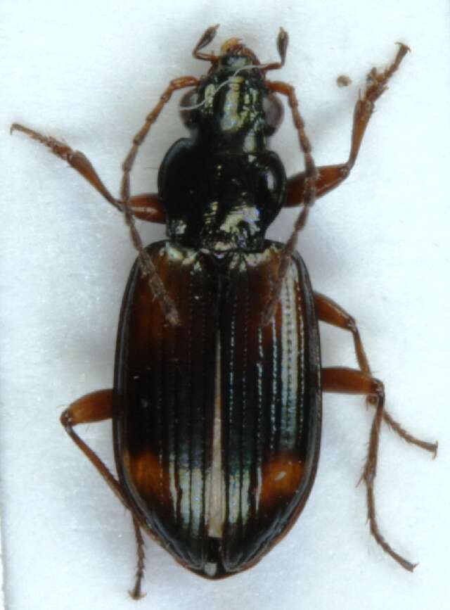 صورة Bembidion (Ocydromus) saxatile Gyllenhal 1827