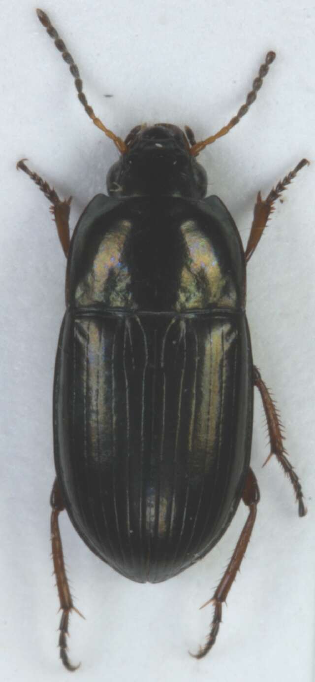 Image of Ground beetle