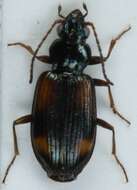 صورة Bembidion (Ocydromus) saxatile Gyllenhal 1827