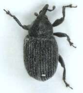 Image of Weevil