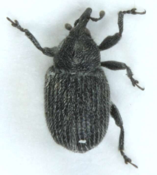 Image of Weevil