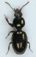 Image of Dyschirius (Dyschiriodes) nigricornis Motschulsky 1844