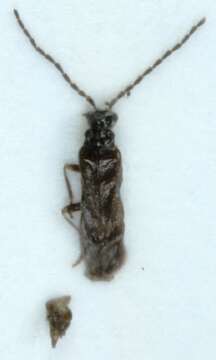 صورة <i>Malthodes brevicollis</i>