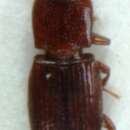 Image of Cerylon deplanatum Gyllenhal 1827