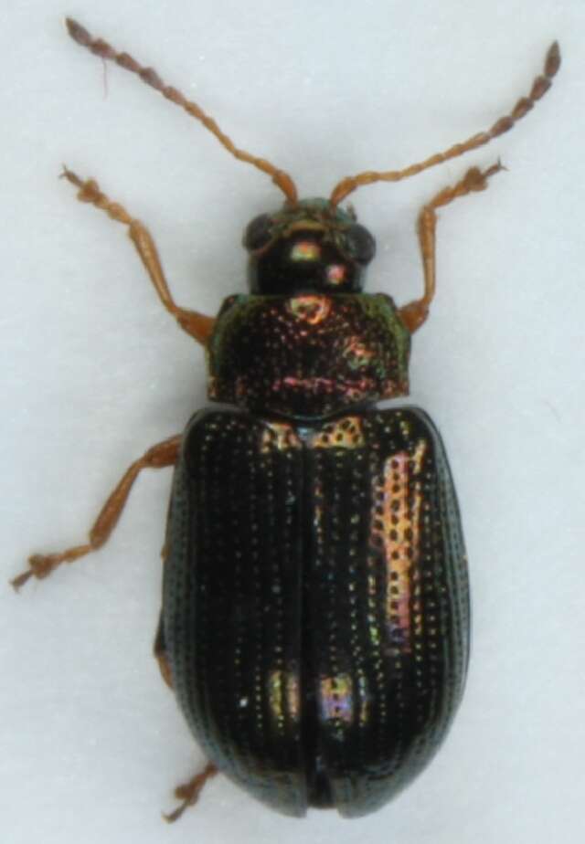 Image of <i>Crepidodera fulvicornis</i>