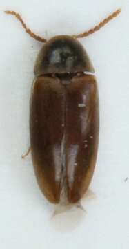 Image of <i>Abdera affinis</i>