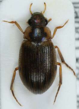 Berosus (Berosus) luridus (Linnaeus 1760) resmi