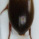 Image of Agabus (Acatodes) lapponicus (Thomson 1867)