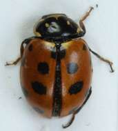 Image of Lady beetle