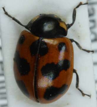 Image of 11-spot ladybird