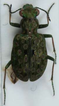 Image of Elaphrus (Elaphrus) riparius (Linnaeus 1758)