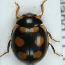 Plancia ëd <i>Coccinula quatuordecimpustulata</i>