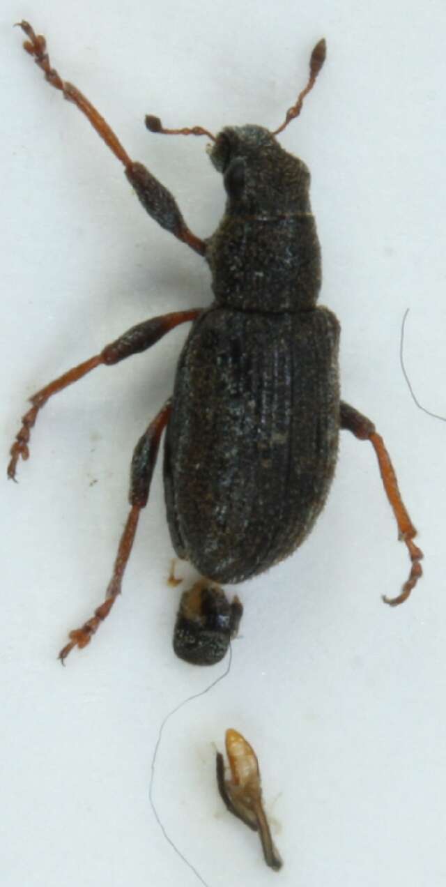 Image of Alfalfa Curculio