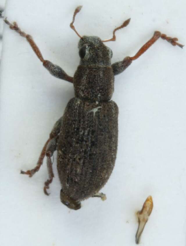 Image of Alfalfa Curculio