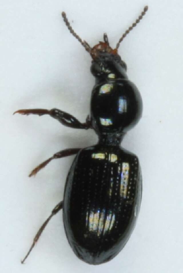 Image of Dyschirius (Dyschiriodes) nigricornis Motschulsky 1844