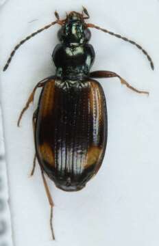 Image of Ground beetle