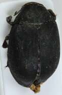 Imagem de Byrrhus pilula Linnaeus 1758