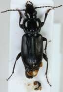 Image of Pterostichus (Pseudomaseus) rhaeticus Heer 1837