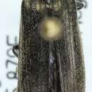 Image of <i>Cidnopus aeruginosus</i>