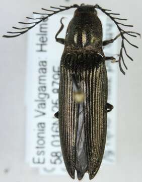 Image of <i>Ctenicera pectinicornis</i>