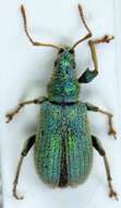 صورة Phyllobius (Dieletus) argentatus Linnaeus 1758