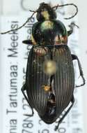 Image of Adephaga