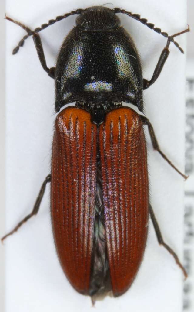 Image of <i>Ampedus pomorum</i>