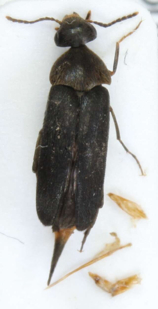 Plancia ëd <i>Mordellochroa abdominalis</i>
