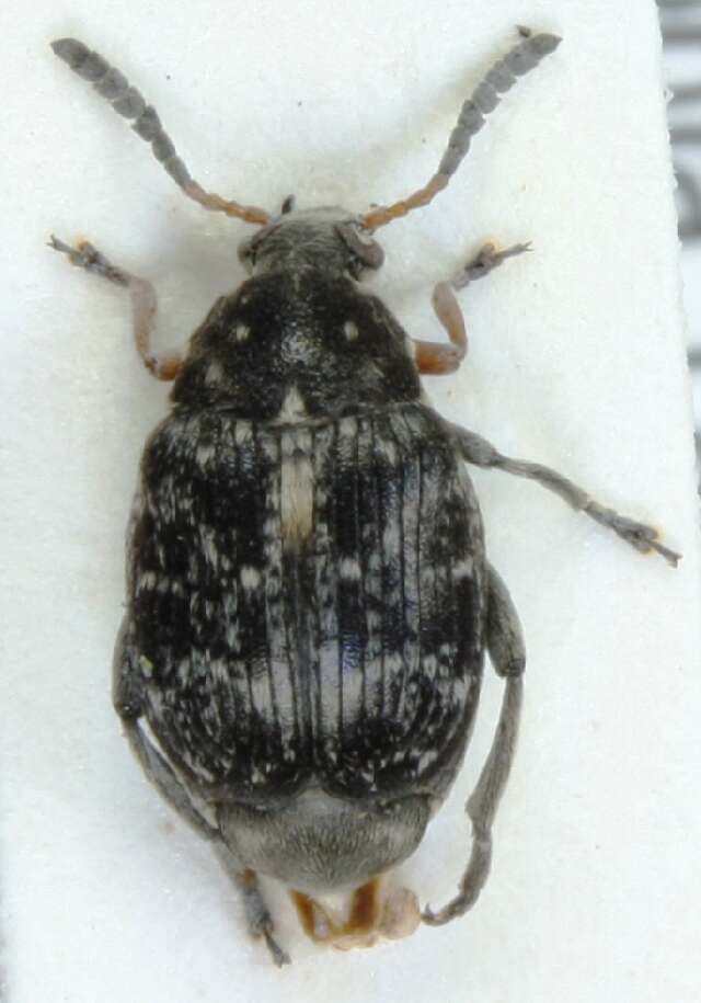 <i>Bruchus atomarius</i> resmi