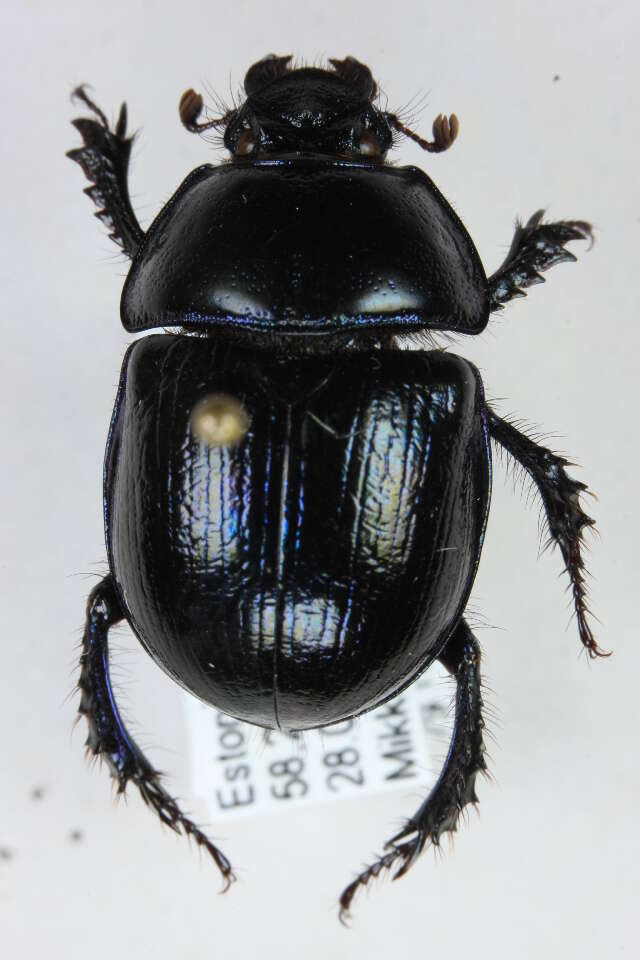 Слика од <i>Geotrupes stercorosus</i>