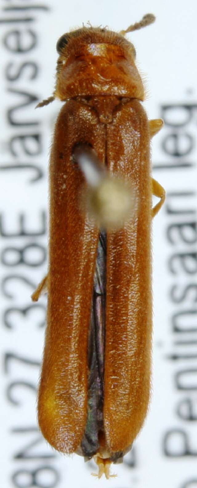 Image of Lymexyloidea