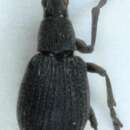 Image of <i>Oxystoma opeticum</i>