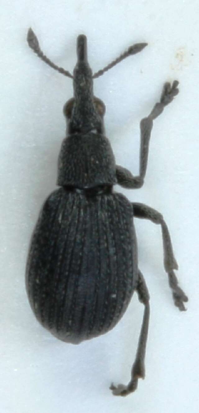 Image of <i>Oxystoma opeticum</i>