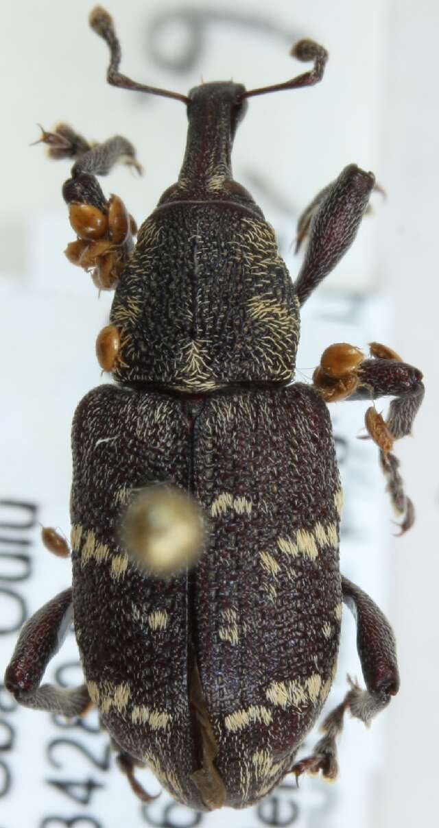 Image of large pine weevil