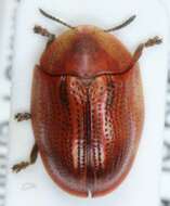 Image of Cassida (Cassidulella) nobilis Linnaeus 1758