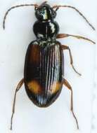 صورة Bembidion (Ocydromus) saxatile Gyllenhal 1827