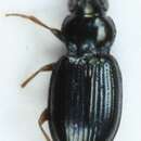 Imagem de Bembidion (Semicampa) schueppelii Dejean 1831