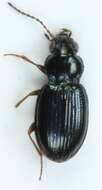 Bembidion (Semicampa) schueppelii Dejean 1831的圖片