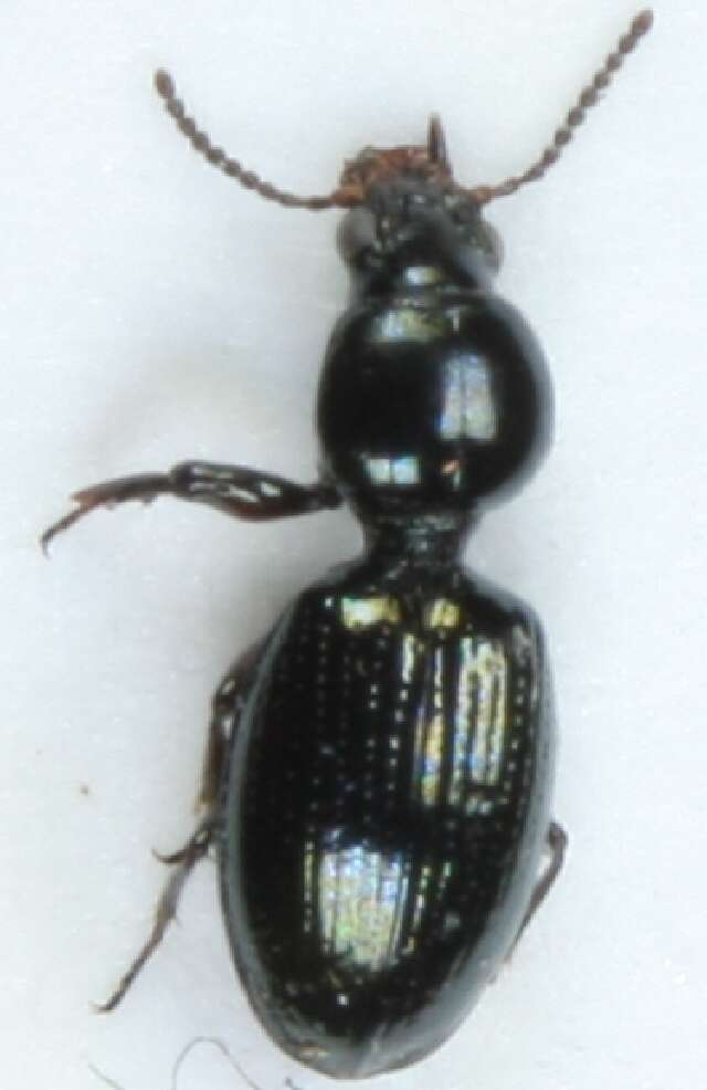Image of Dyschirius (Dyschiriodes) nigricornis Motschulsky 1844
